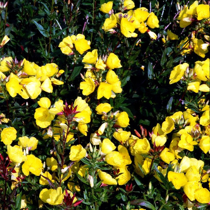 Rotstängelige Nachtkerze (Oenothera tetragona)