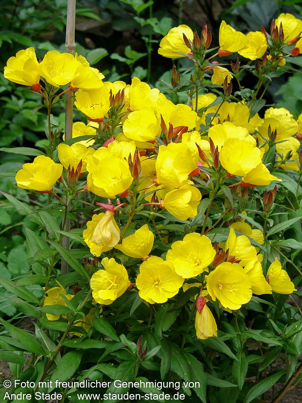 Rotstängelige Nachtkerze 'Sonnenwende' (Oenothera tetragona)