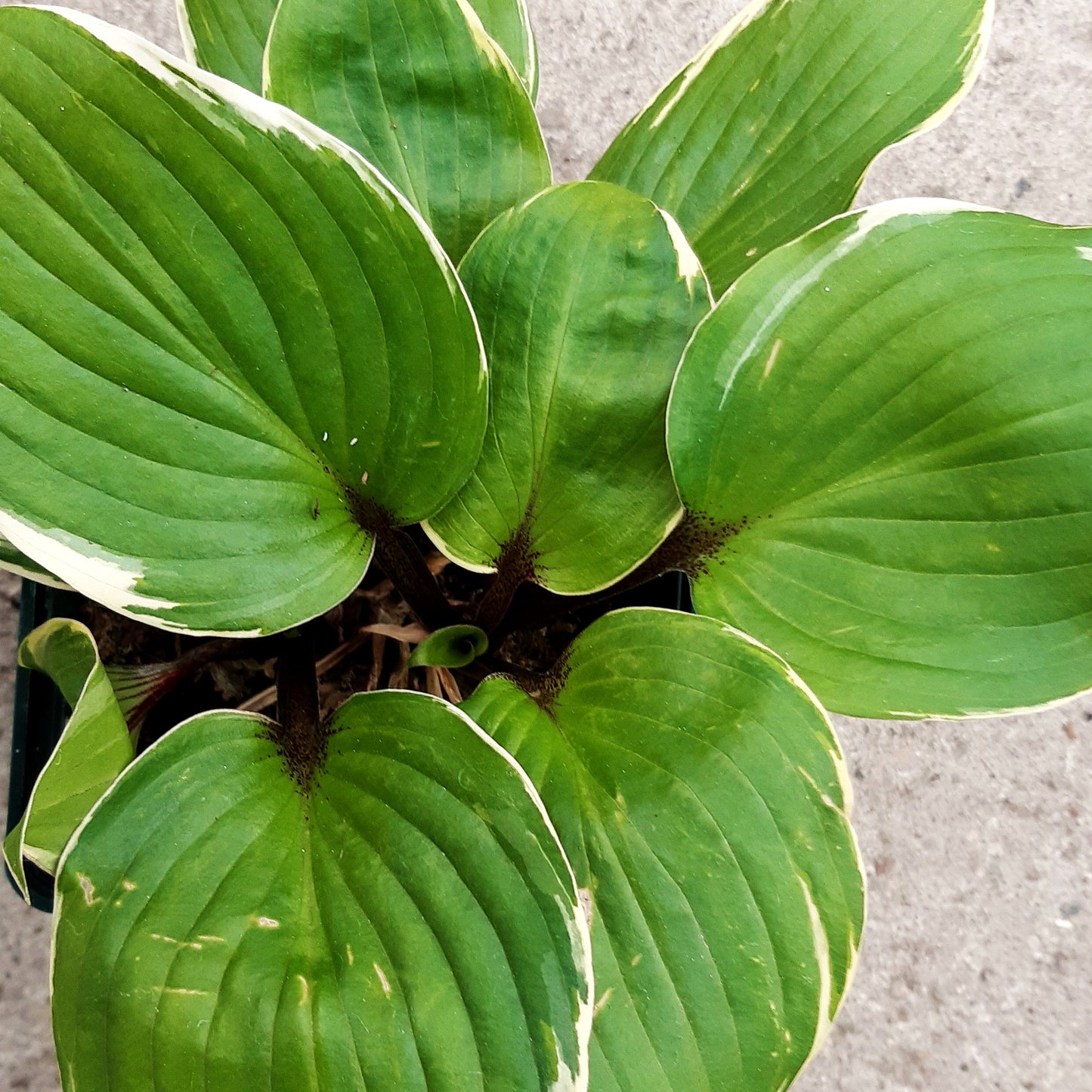 Rotstielige Gelbrand-Funkie 'Sorbet' (Hosta x cult.)