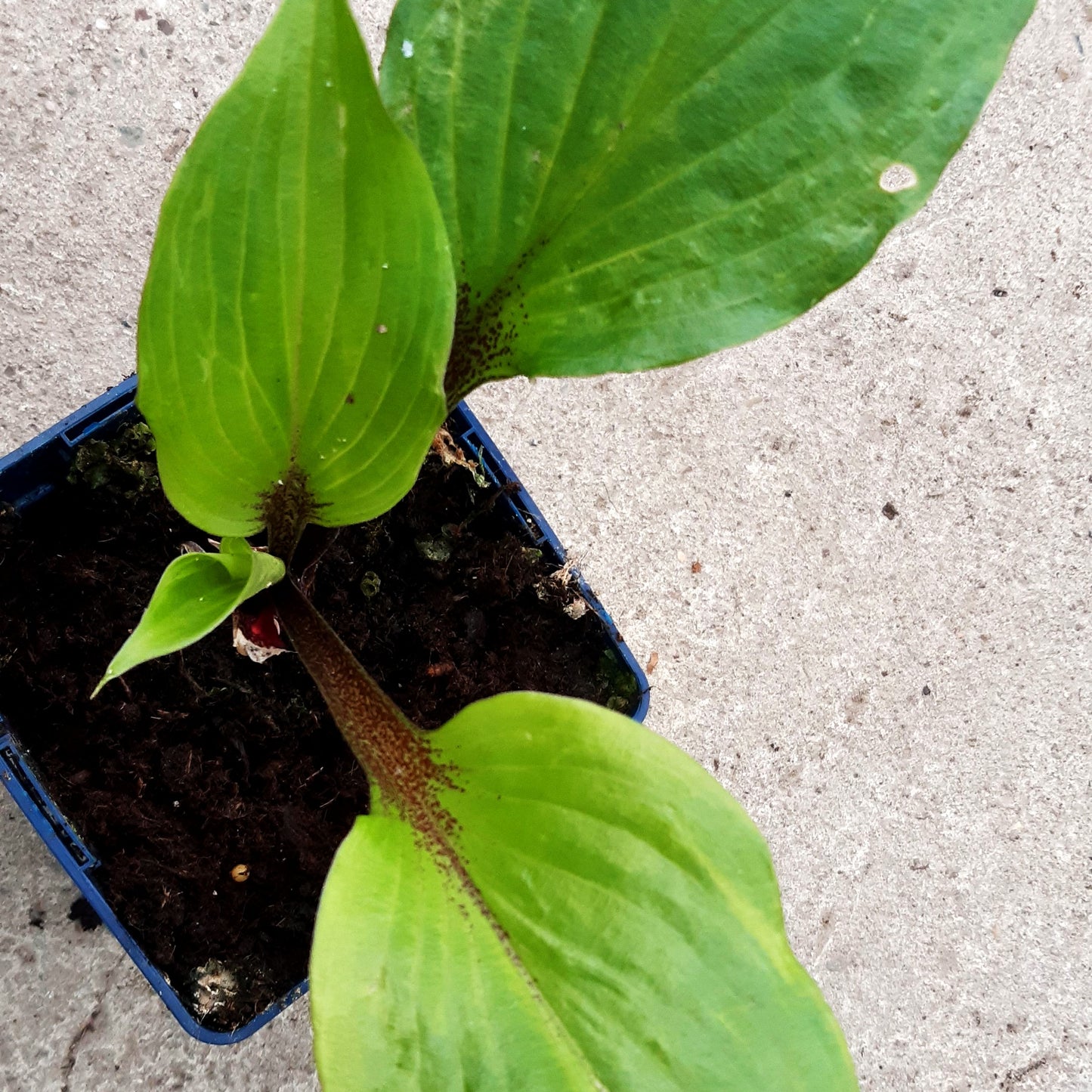 Rotstielige Lanzen-Funkie 'Gooseberry Sundae' (Hosta lancifolia)