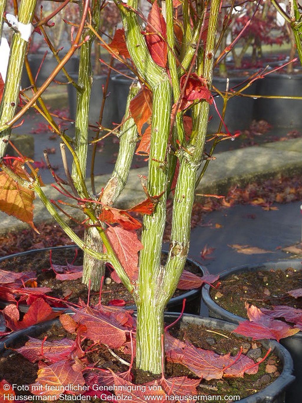 Rotstieliger Schlangenhaut-Ahorn (Acer capillipes)