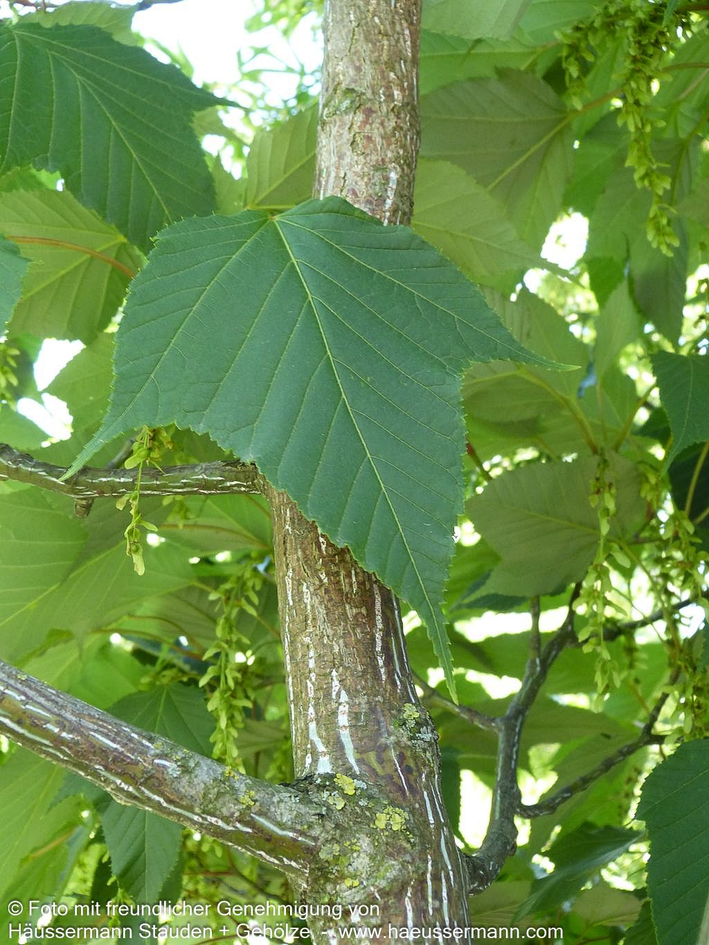 Rotstieliger Schlangenhaut-Ahorn (Acer capillipes)