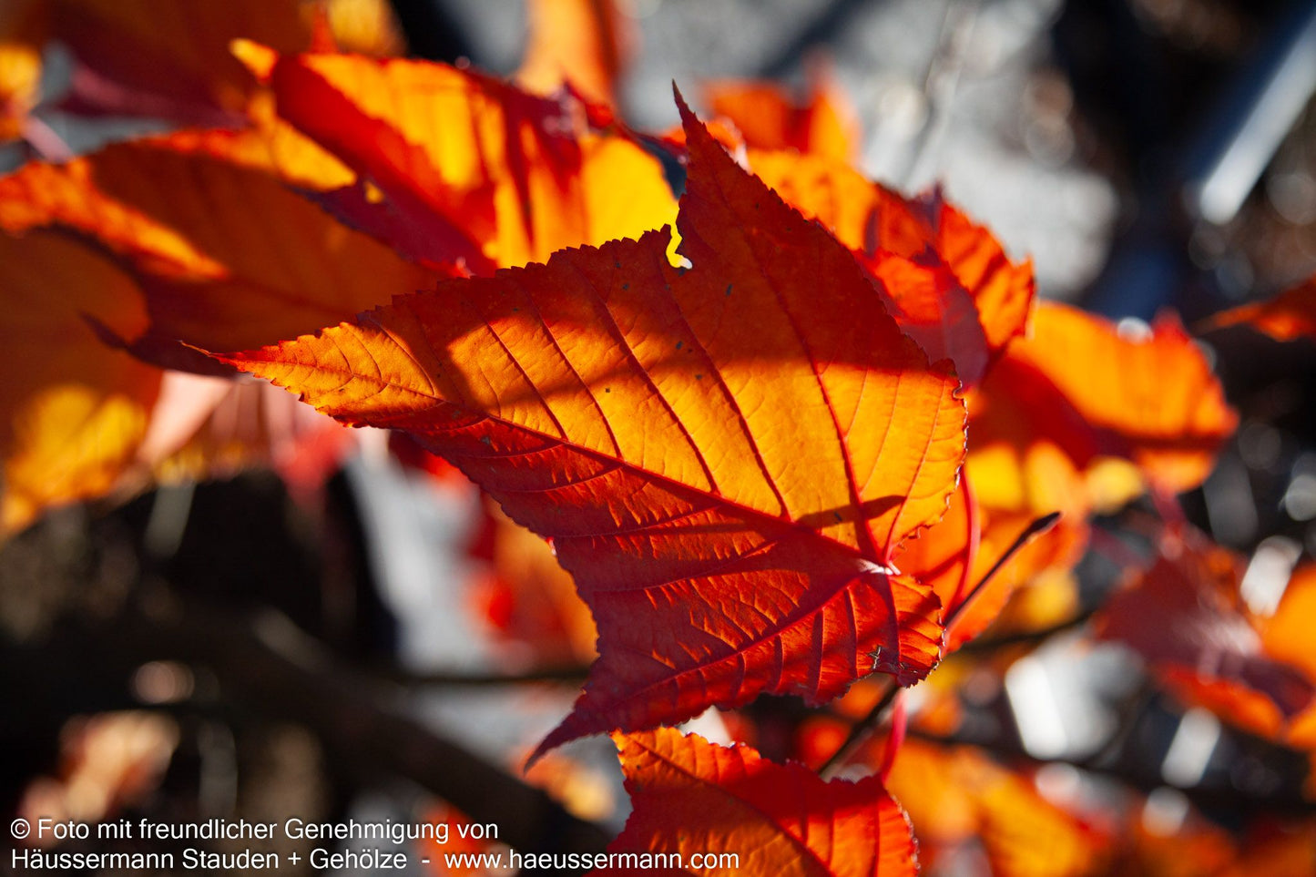 Rotstieliger Schlangenhaut-Ahorn (Acer capillipes)