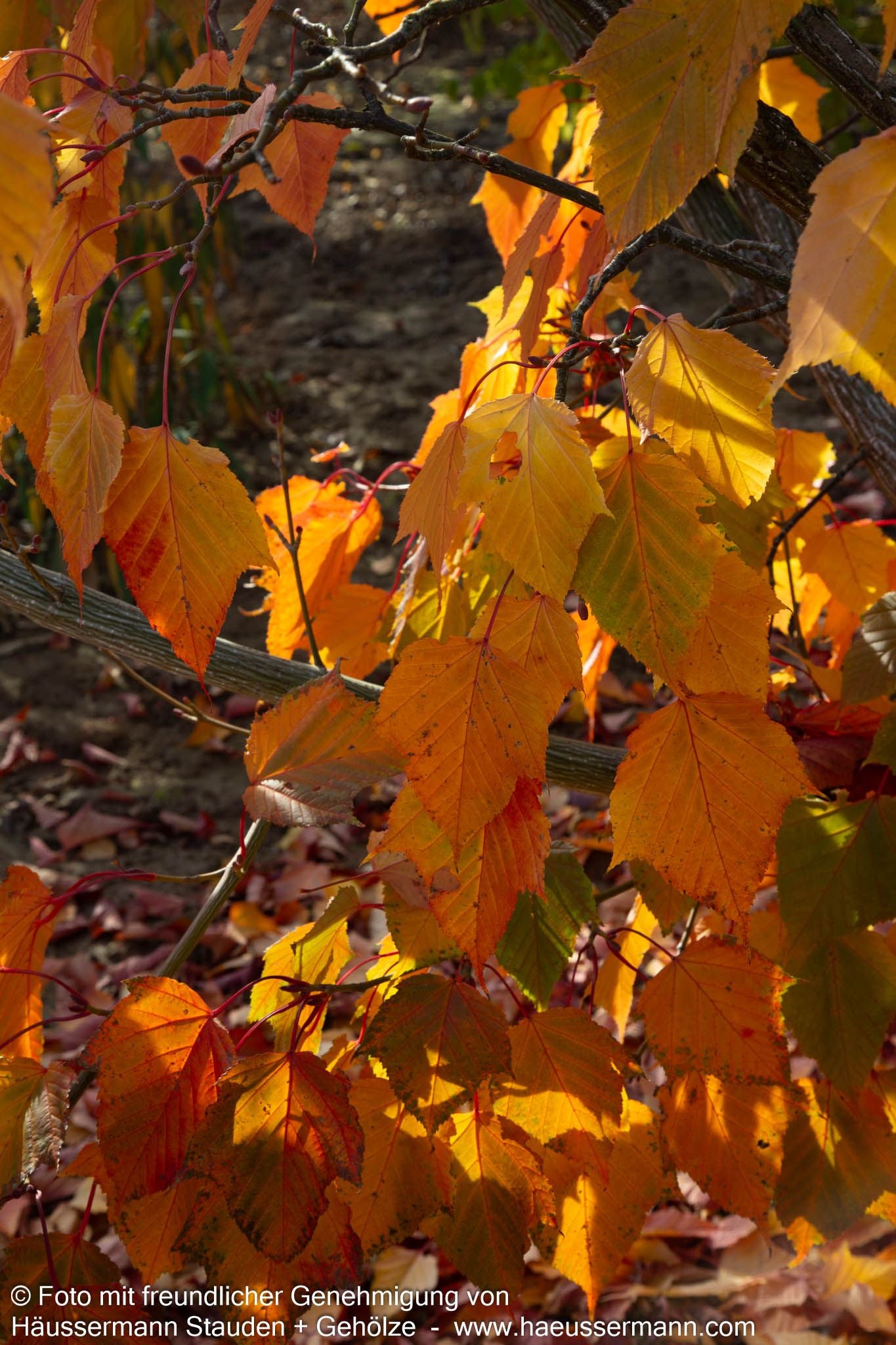 Rotstieliger Schlangenhaut-Ahorn (Acer capillipes)