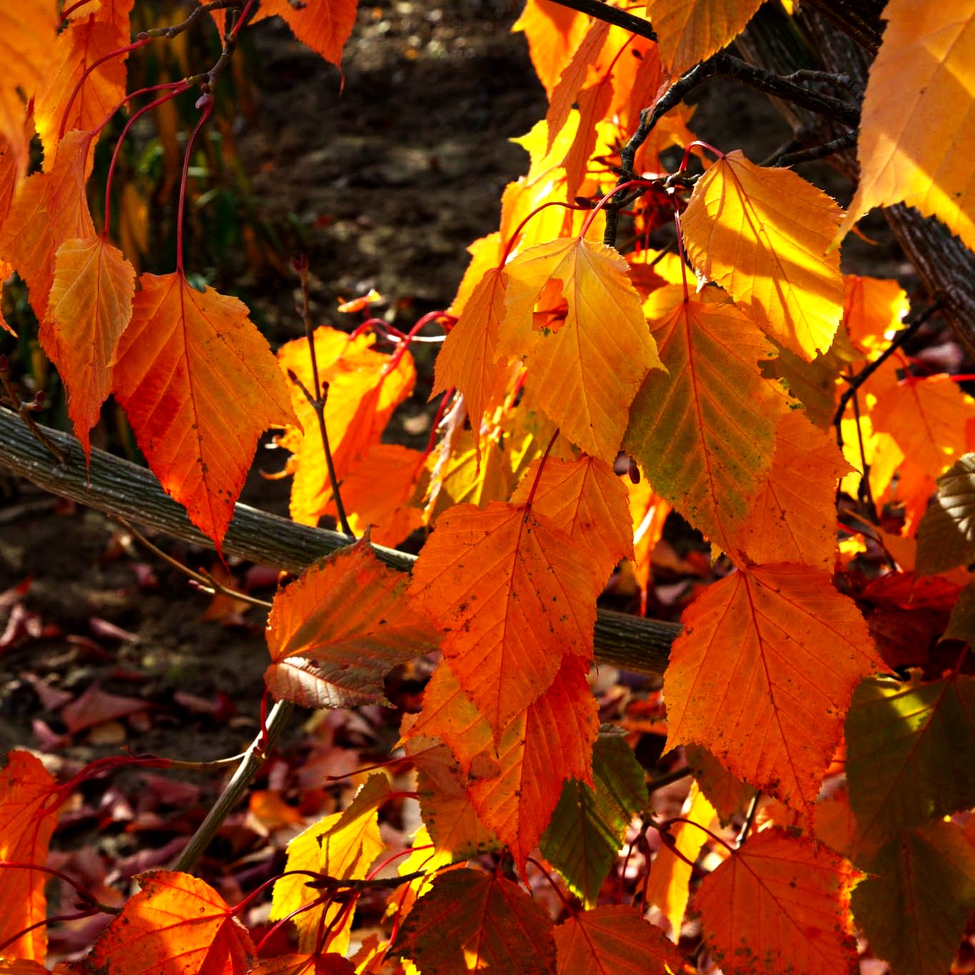 Rotstieliger Schlangenhaut-Ahorn (Acer capillipes)