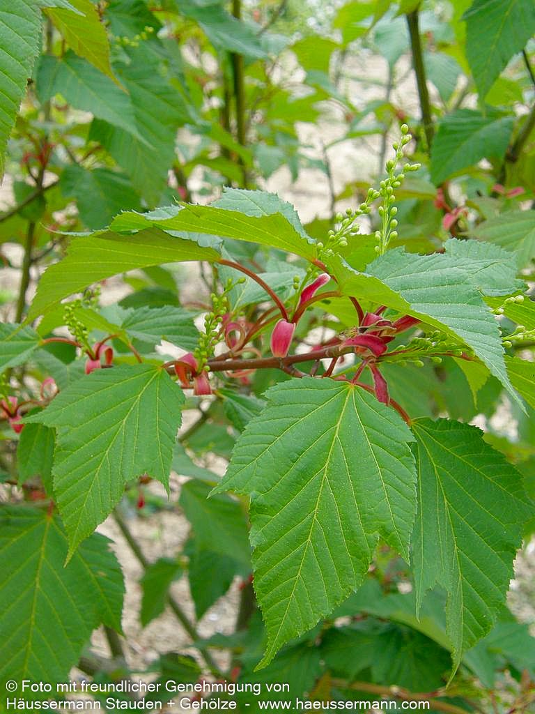 Rotstieliger Schlangenhaut-Ahorn (Acer capillipes)
