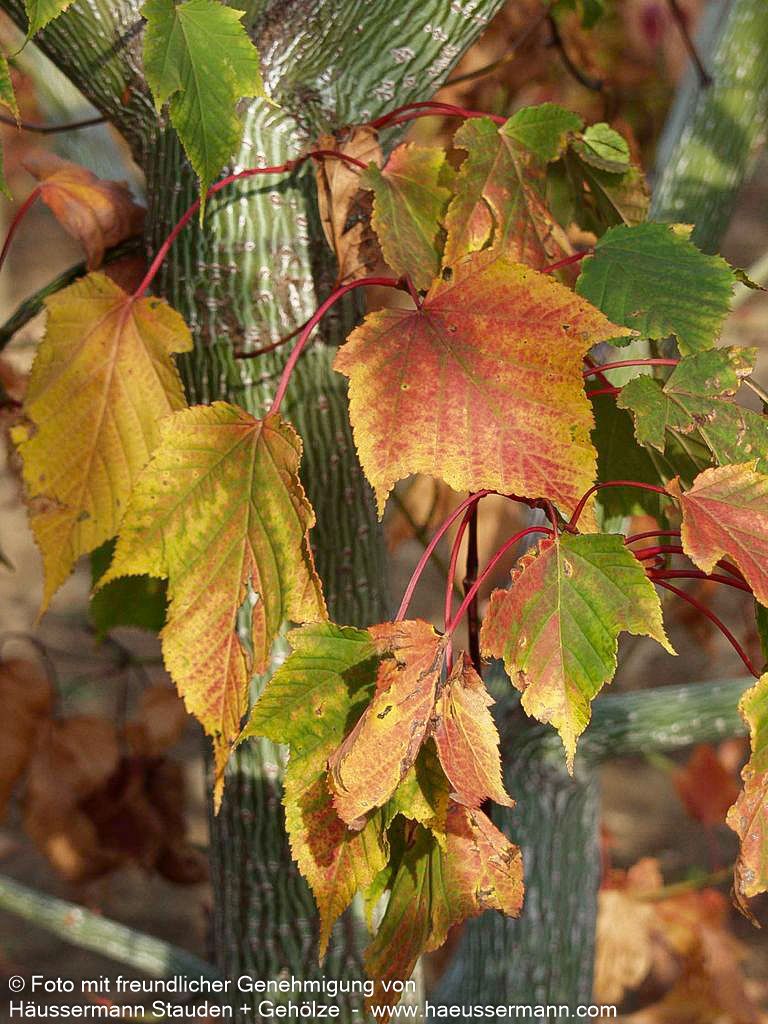 Rotstieliger Schlangenhaut-Ahorn (Acer capillipes)