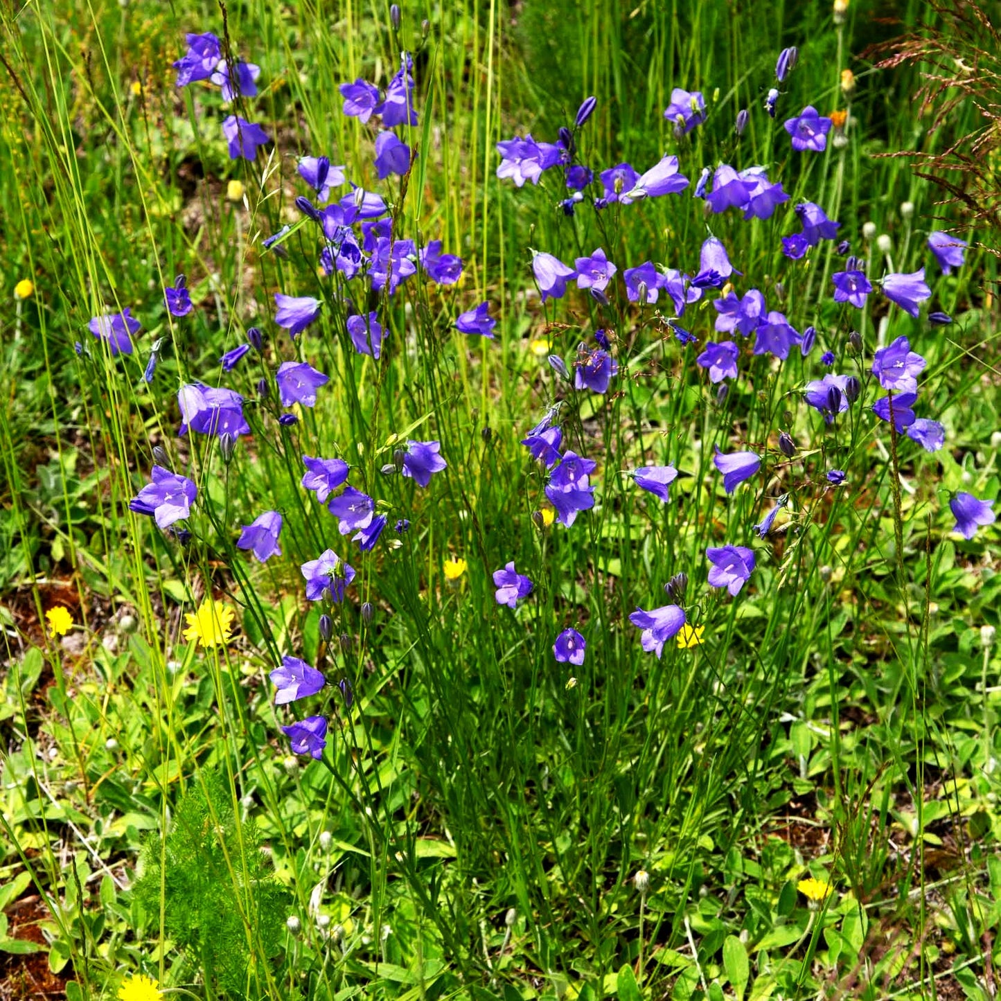 Rundblättrige Glockenblume (Campanula rotundifolia)