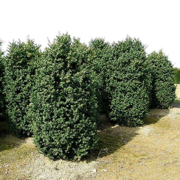 Rundblättriger Buchsbaum 'Rotundifolia' (Buxus sempervirens)