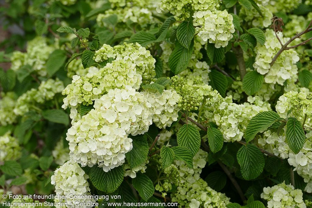 Rundblättriger Japan-Schneeball 'Popcorn' (Viburnum plicatum)