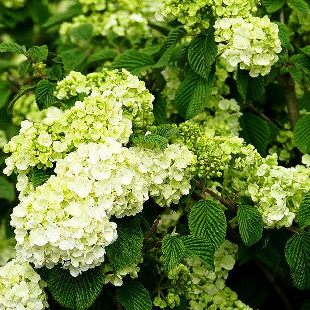 Rundblättriger Japan-Schneeball 'Popcorn' (Viburnum plicatum)