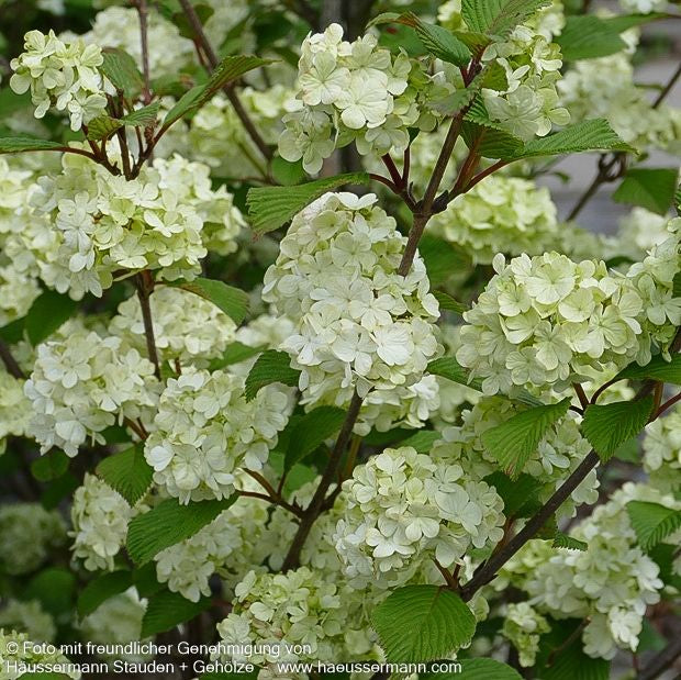 Rundblättriger Japan-Schneeball 'Rotundifolium' (Viburnum plicatum)