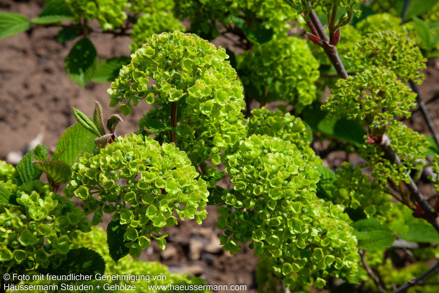 Rundblättriger Japan-Schneeball 'Rotundifolium' (Viburnum plicatum)