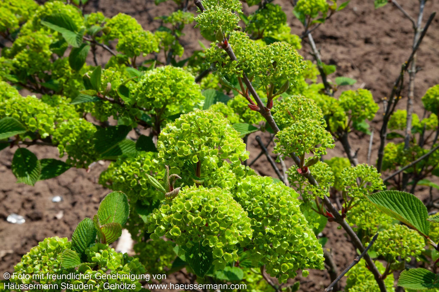 Rundblättriger Japan-Schneeball 'Rotundifolium' (Viburnum plicatum)