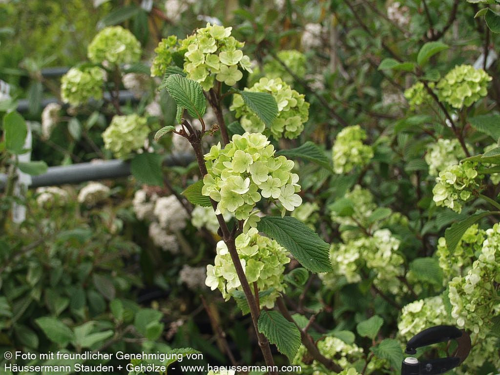 Rundblättriger Japan-Schneeball 'Rotundifolium' (Viburnum plicatum)