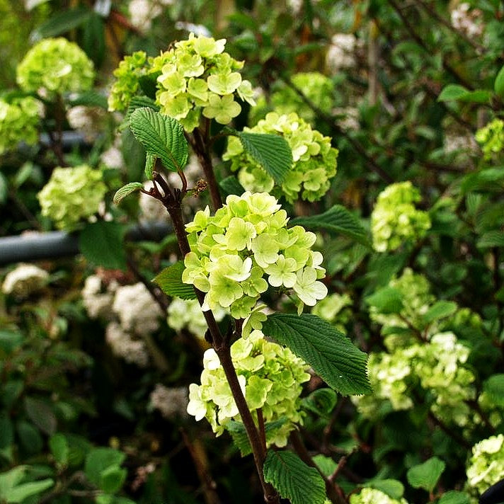 Rundblättriger Japan-Schneeball 'Rotundifolium' (Viburnum plicatum)