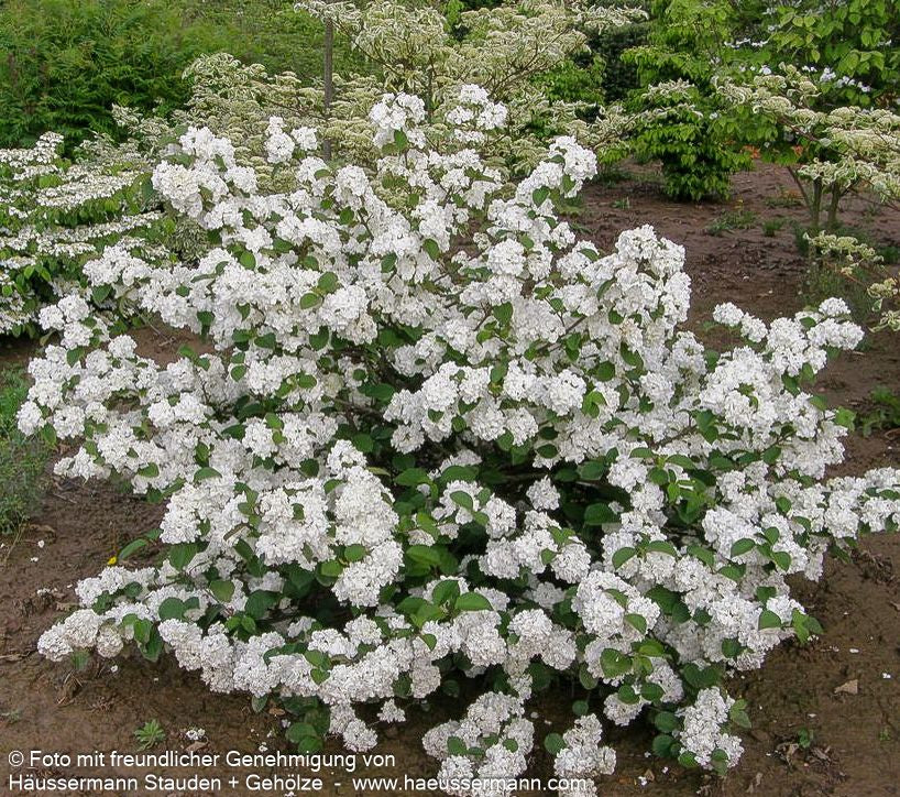 Rundblättriger Japan-Schneeball 'Rotundifolium' (Viburnum plicatum)