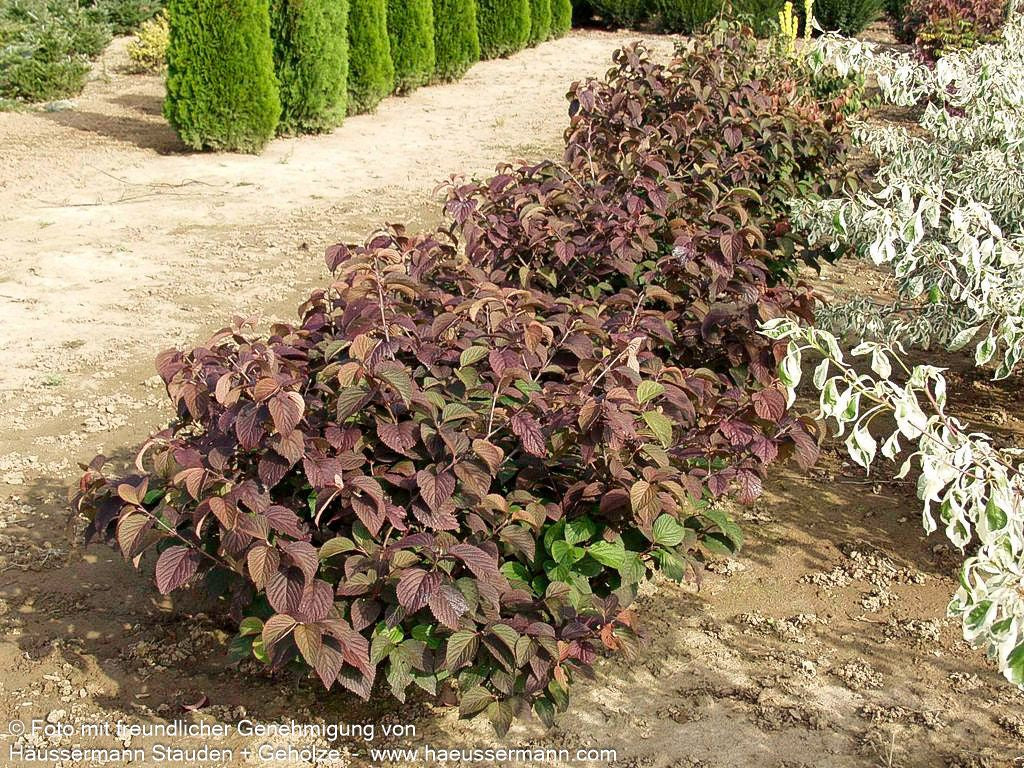 Rundblättriger Japan-Schneeball 'Rotundifolium' (Viburnum plicatum)