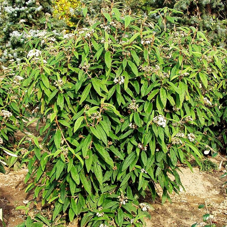 Runzelblättriger Schneeball (Viburnum rhytidophyllum)