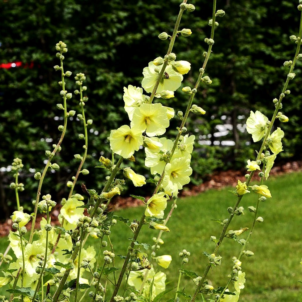 Russische Stockrose (Alcea rugosa)