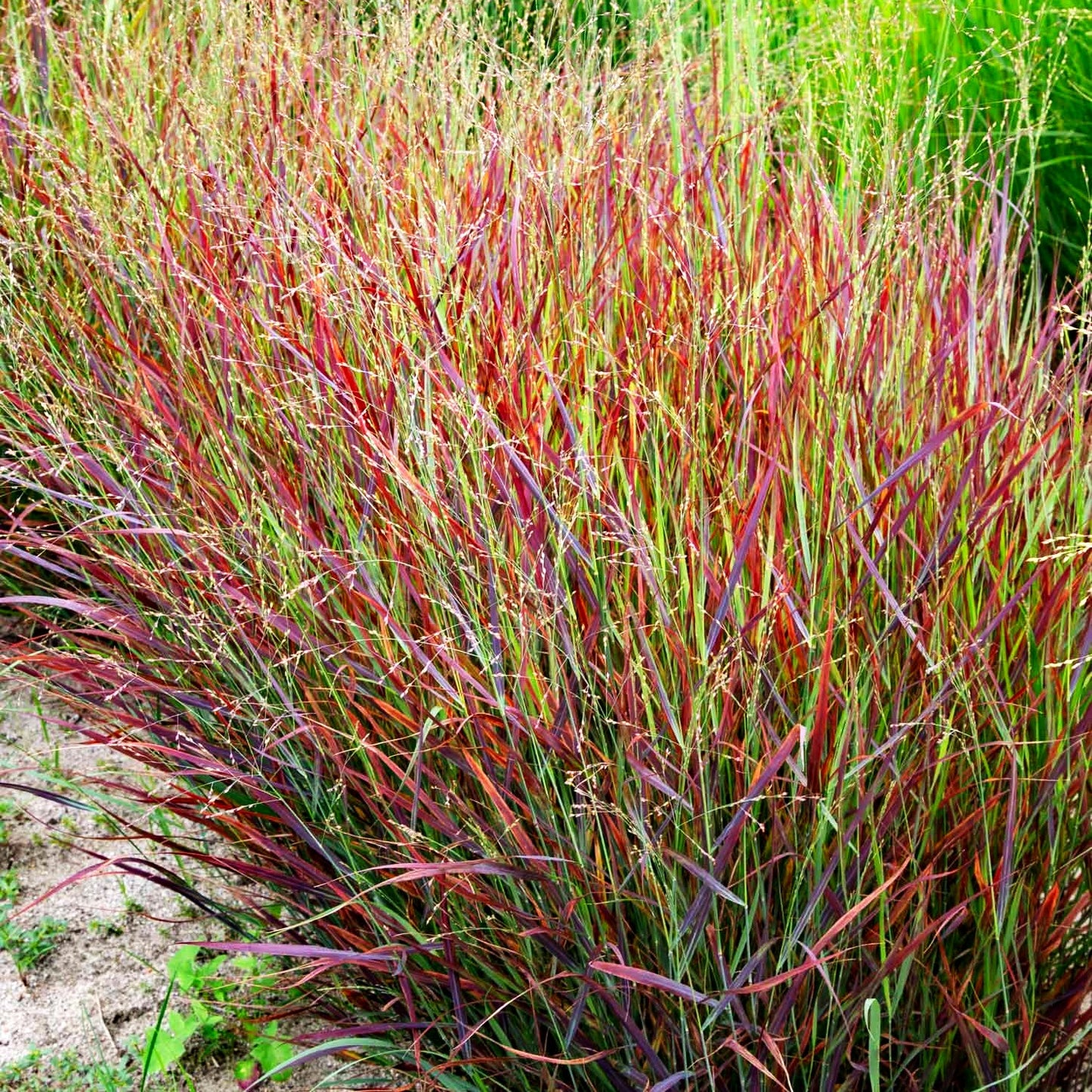 Ruten-Hirse 'Cheyenne Sky' (Panicum virgatum)