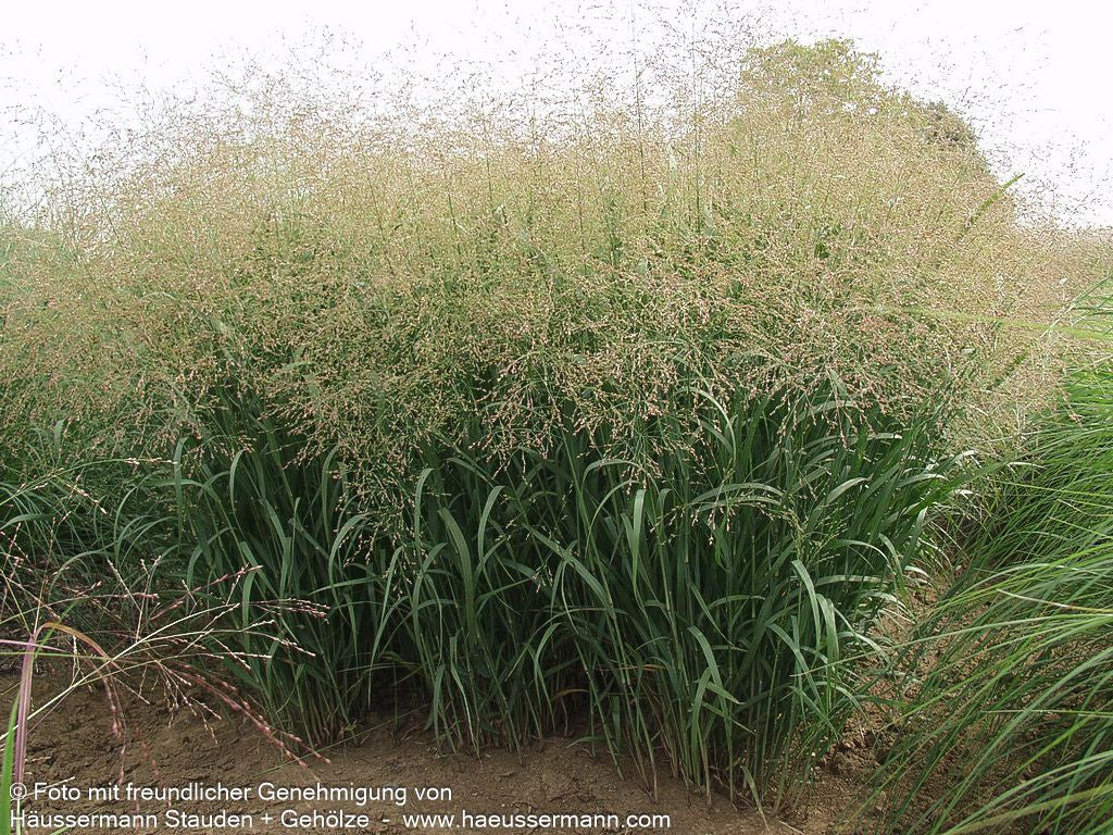 Ruten-Hirse 'Strictum' (Panicum virgatum)