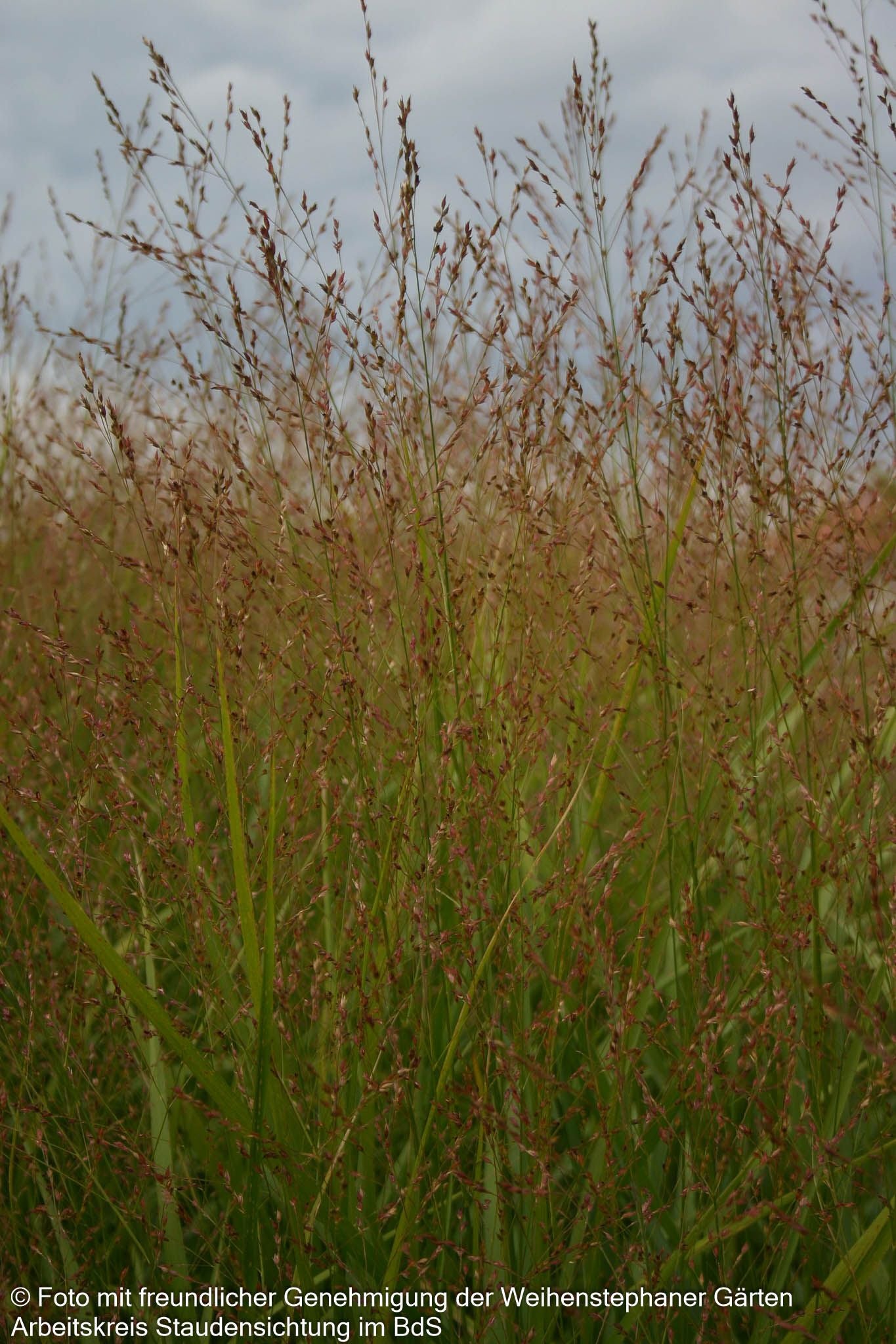Ruten-Hirse 'Strictum' (Panicum virgatum)