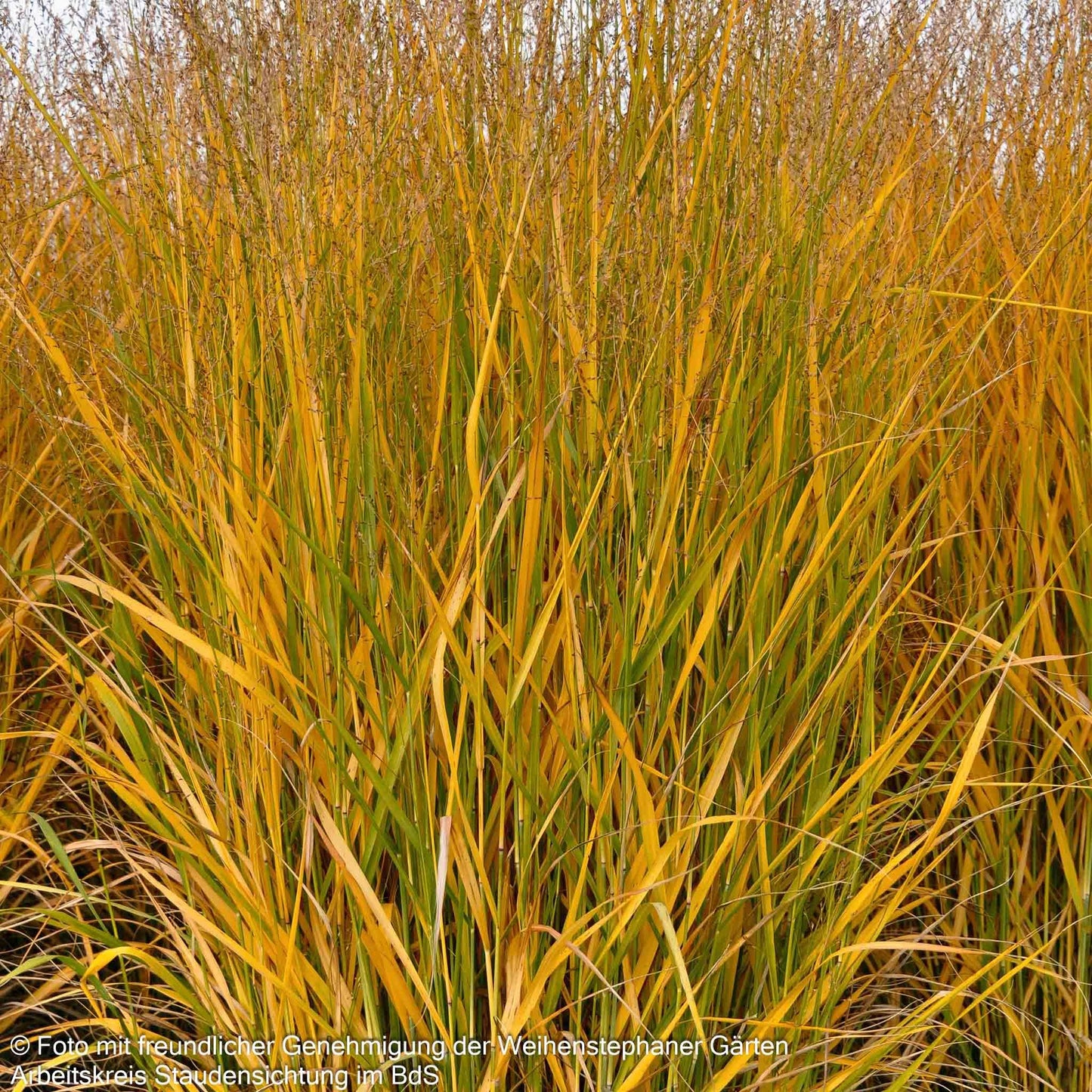 Ruten-Hirse 'Strictum' (Panicum virgatum)