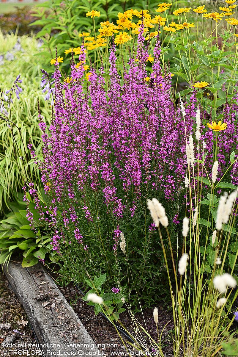 Ruten-Weiderich 'Dropmore Purple' (Lythrum virgatum)
