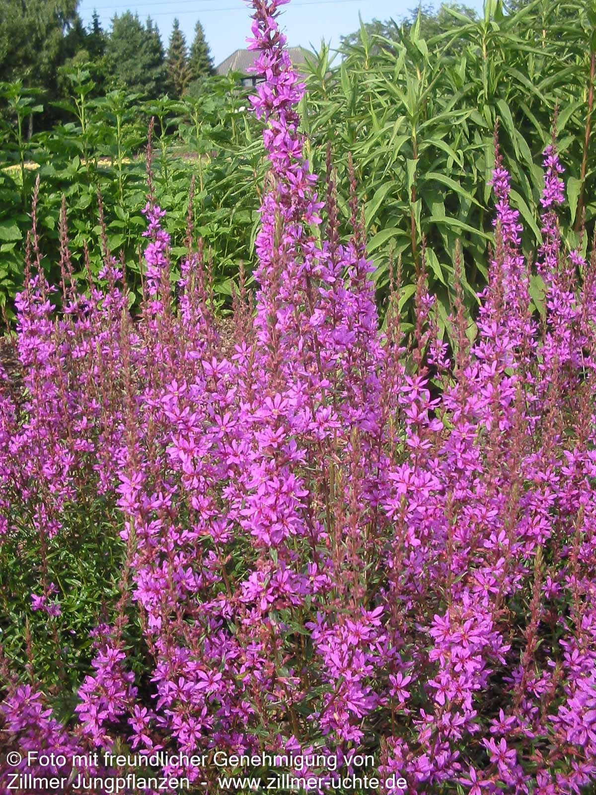 Ruten-Weiderich 'Dropmore Purple' (Lythrum virgatum)