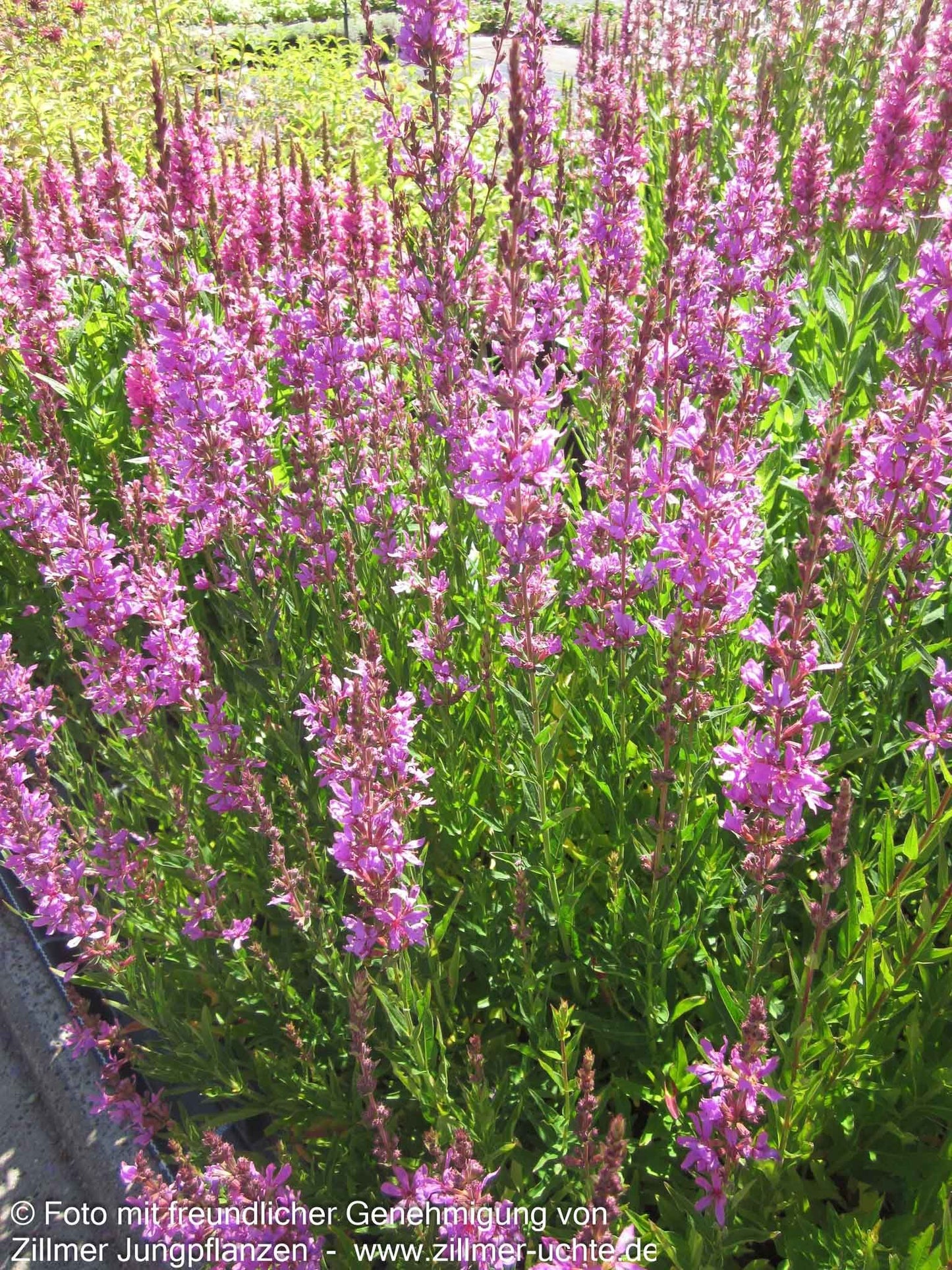 Ruten-Weiderich 'Dropmore Purple' (Lythrum virgatum)