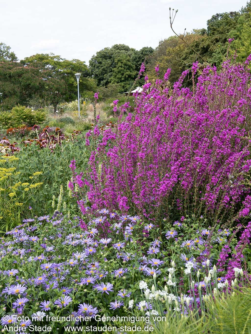 Ruten-Weiderich 'Dropmore Purple' (Lythrum virgatum)