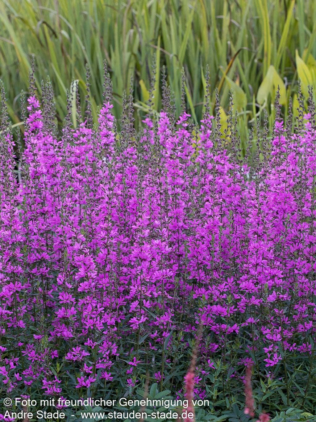 Ruten-Weiderich 'Dropmore Purple' (Lythrum virgatum)