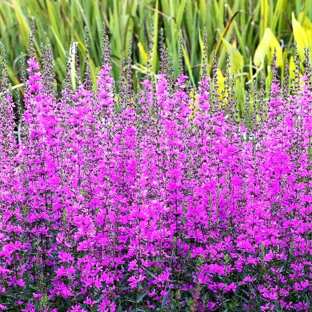 Ruten-Weiderich 'Dropmore Purple' (Lythrum virgatum)