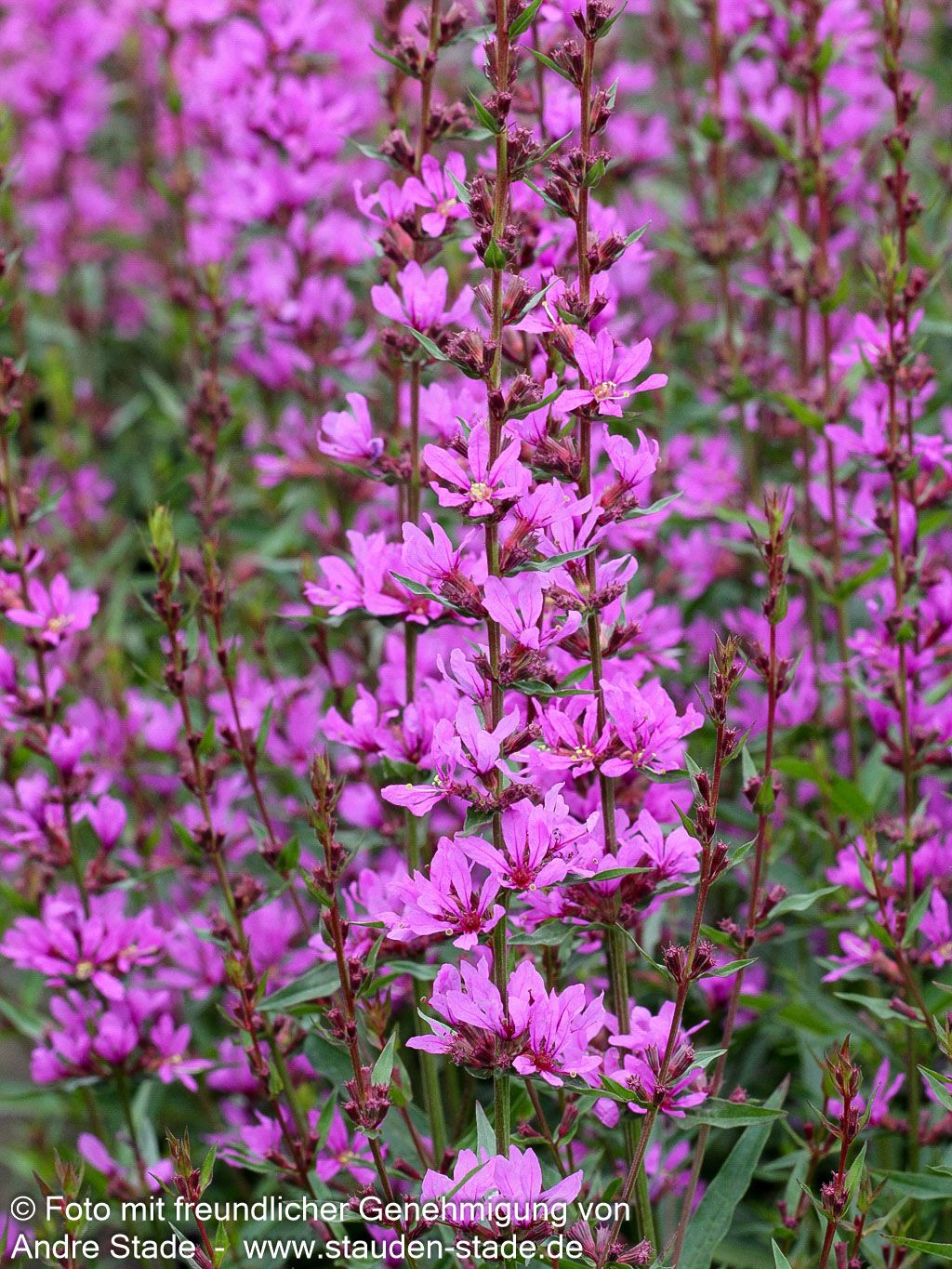 Ruten-Weiderich 'Dropmore Purple' (Lythrum virgatum)