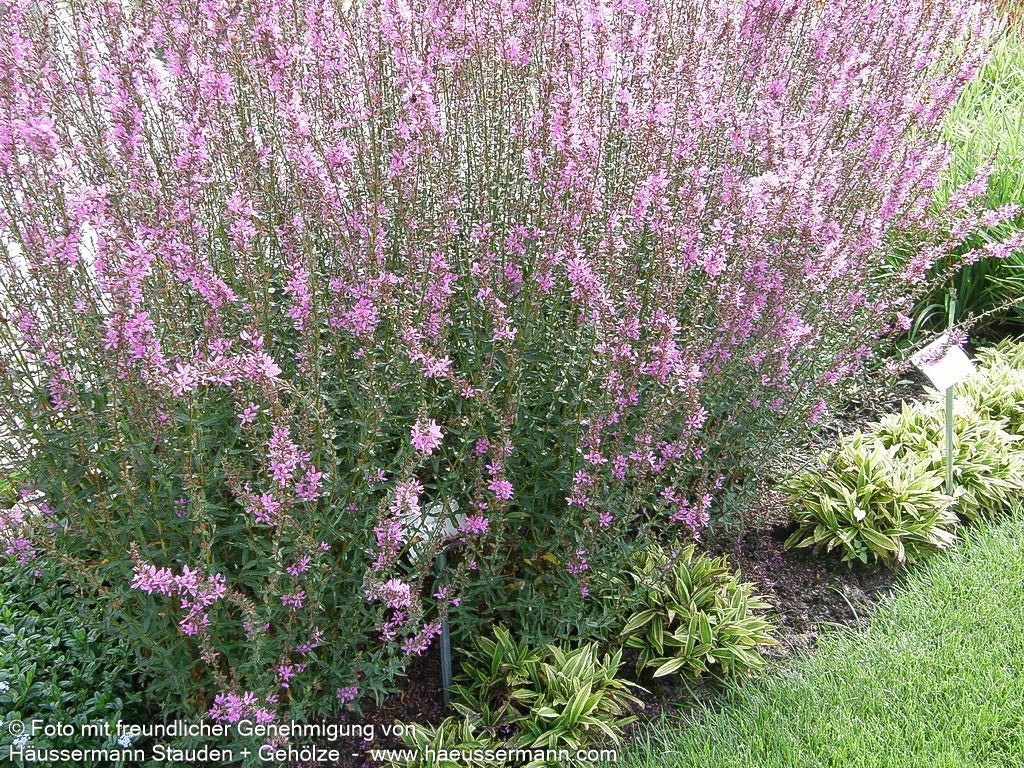 Ruten-Weiderich 'Dropmore Purple' (Lythrum virgatum)