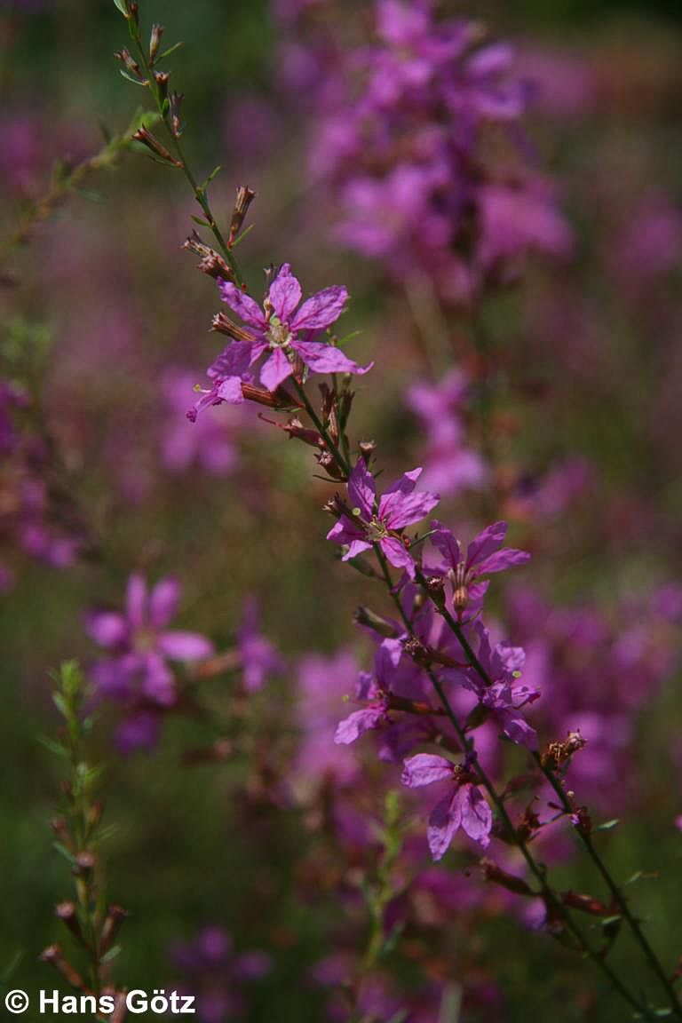 Ruten-Weiderich 'Dropmore Purple' (Lythrum virgatum)