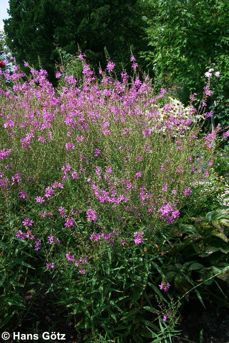 Ruten-Weiderich 'Dropmore Purple' (Lythrum virgatum)