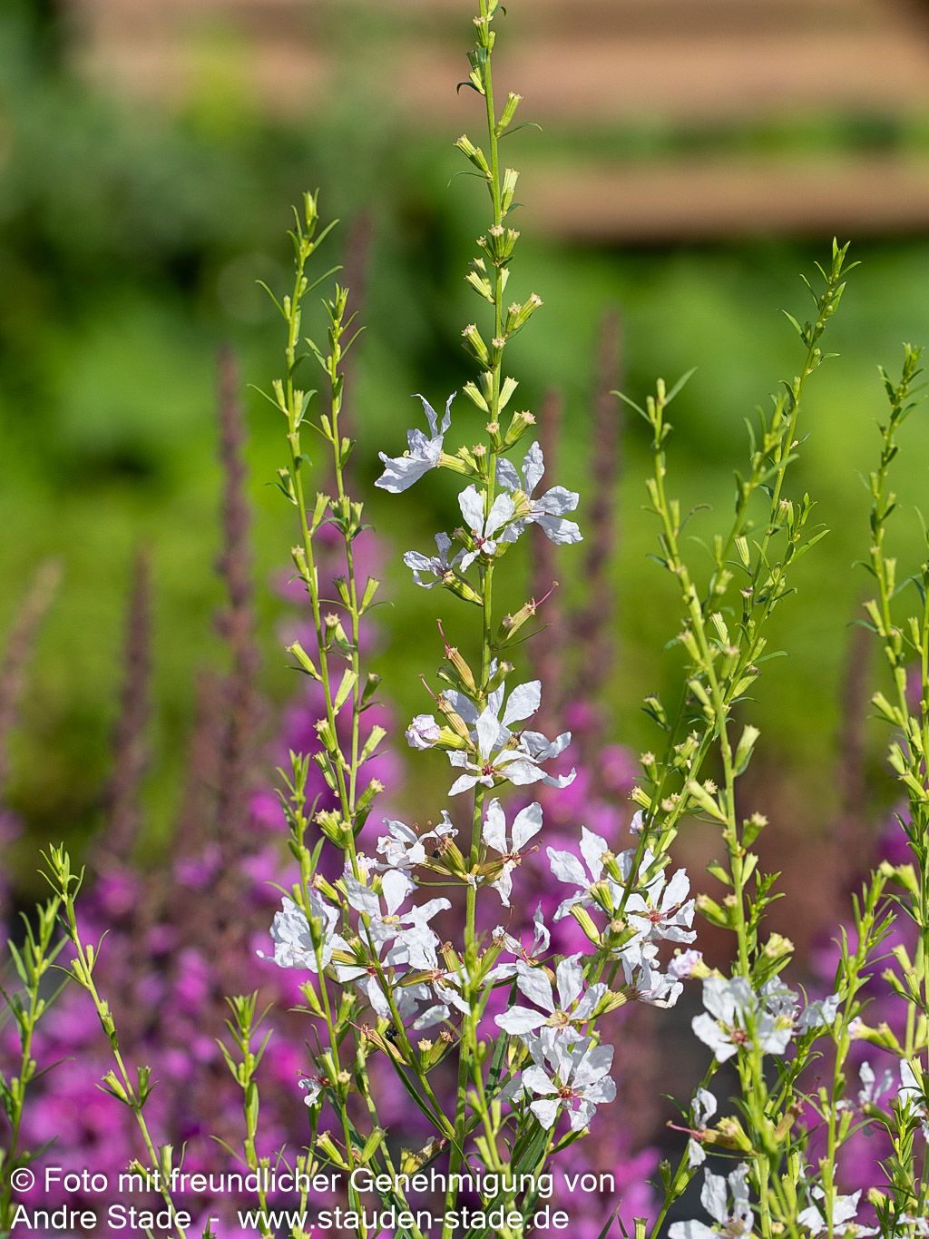 Ruten-Weiderich 'White Swirl' (Lythrum virgatum)