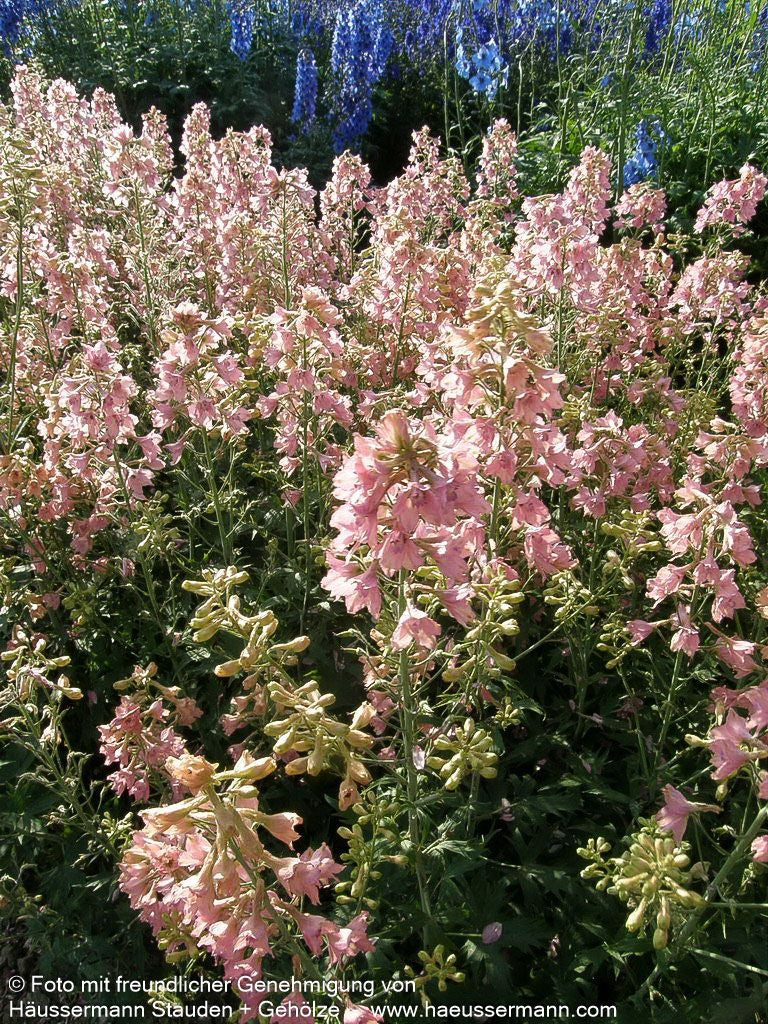 Ruys Rittersporn 'Pink Sensation' (Delphinium x ruysii)