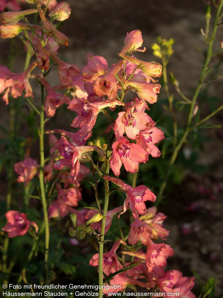 Ruys Rittersporn 'Pink Sensation' (Delphinium x ruysii)