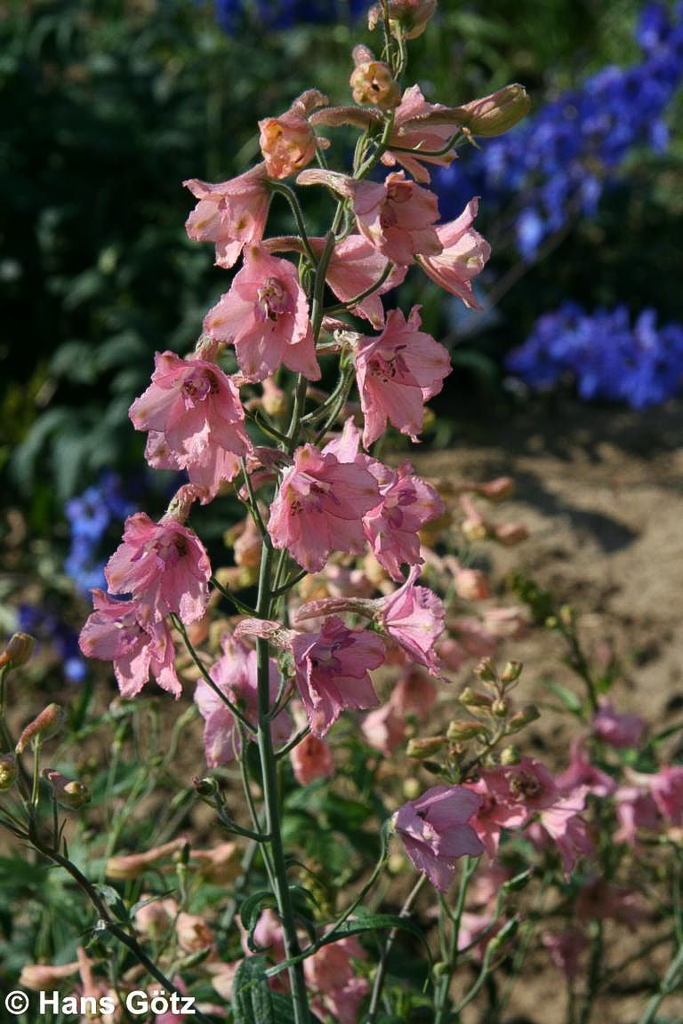 Ruys Rittersporn 'Pink Sensation' (Delphinium x ruysii)
