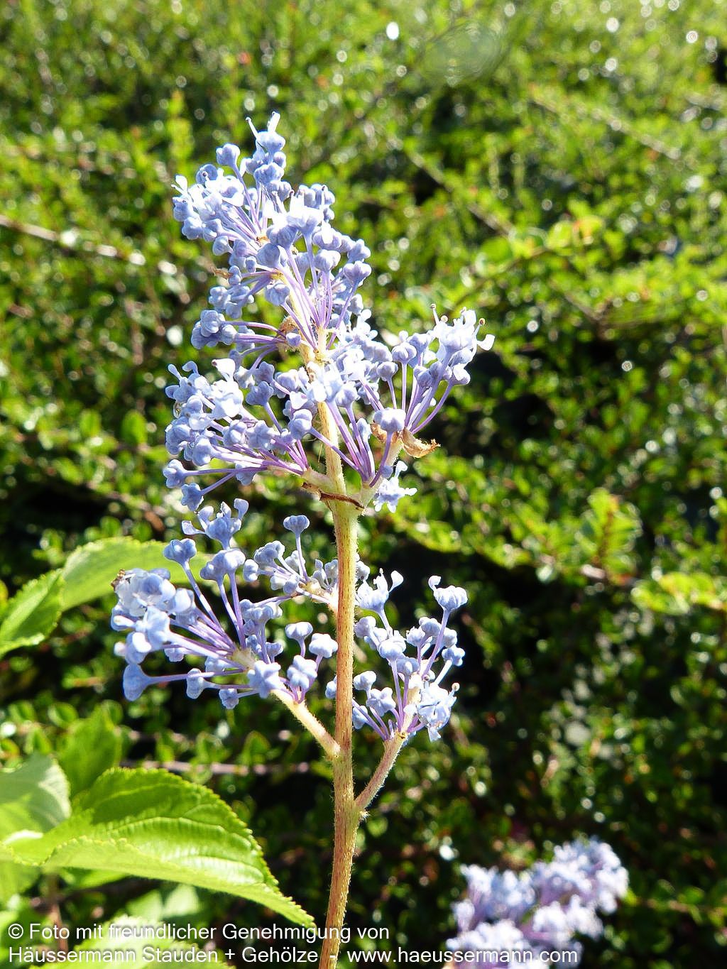Säckelblume 'Gloire de Versailles' (Ceanothus x delilian.)
