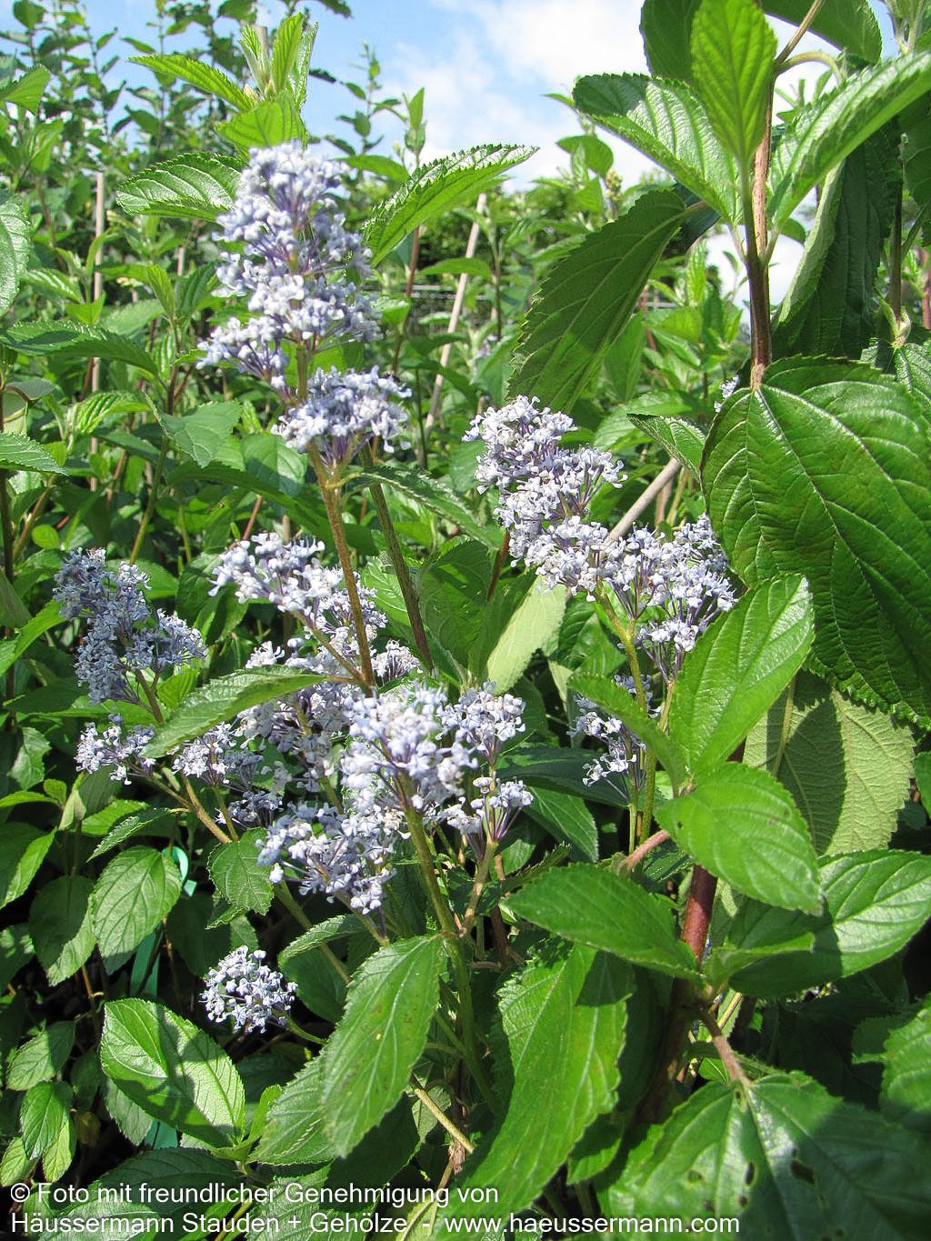 Säckelblume 'Gloire de Versailles' (Ceanothus x delilian.)