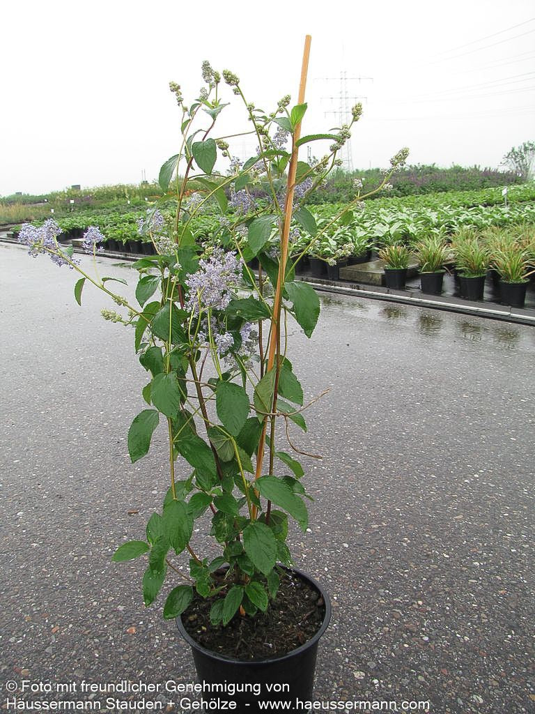 Säckelblume 'Gloire de Versailles' (Ceanothus x delilian.)