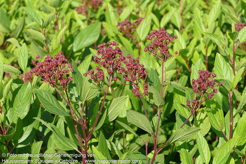 Säckelblume 'Marie Simon' (Ceanothus x pallidus)