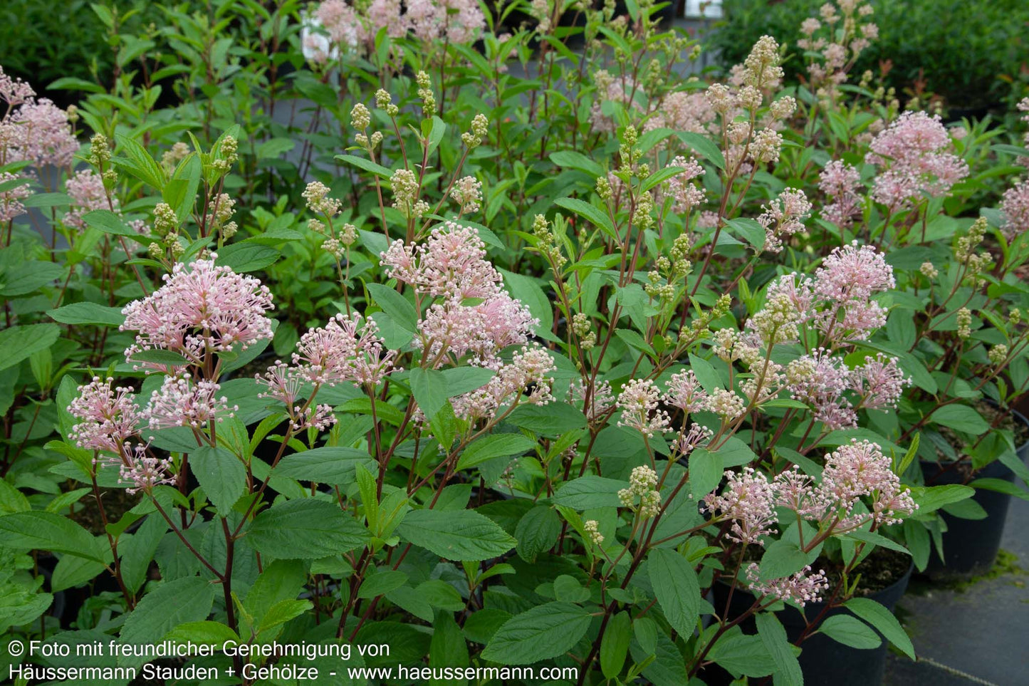 Säckelblume 'Marie Simon' (Ceanothus x pallidus)