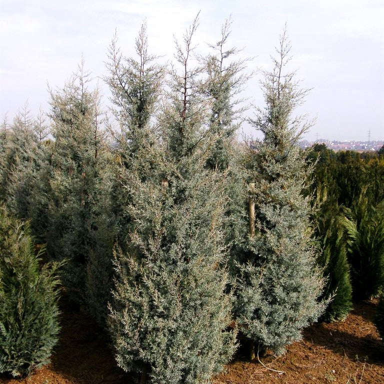 Säulen-Arizona-Zypresse 'Fastigiata' (Cupressus arizonica)