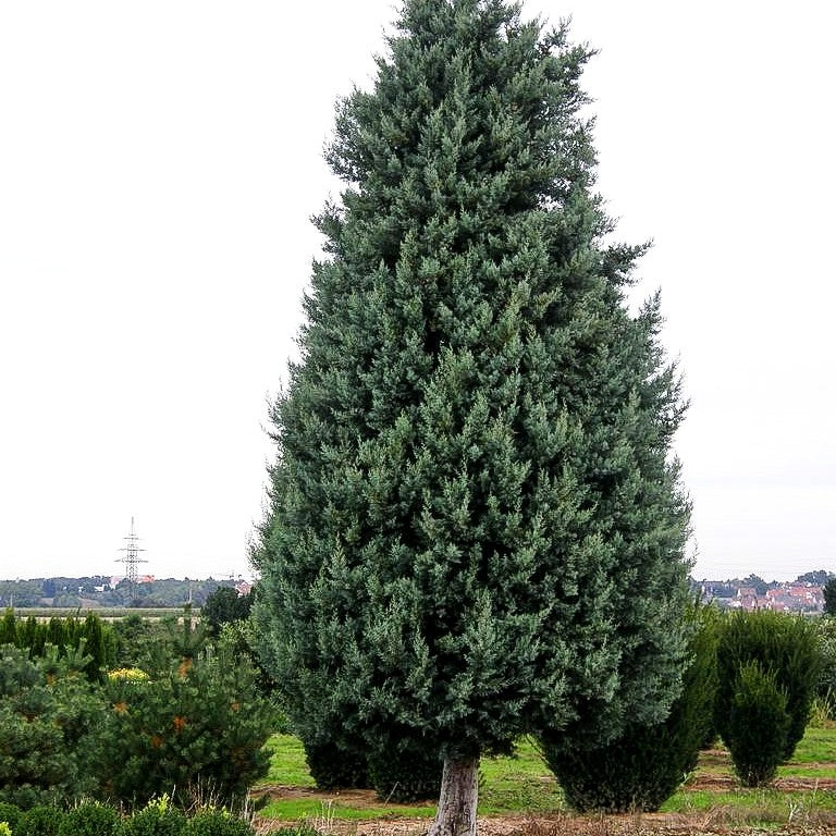 Säulen-Arizona-Zypresse 'Fastigiata' (Cupressus arizonica)
