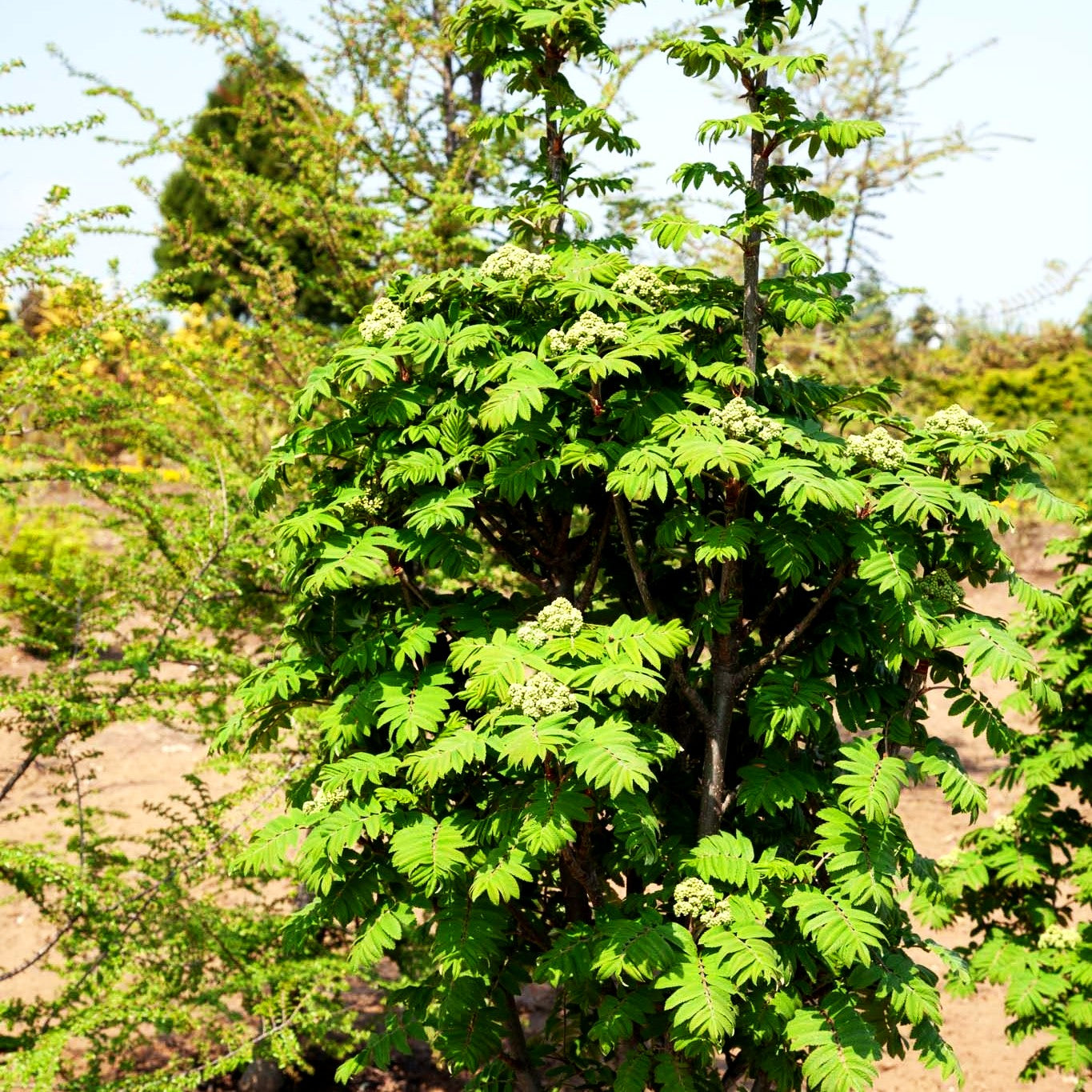 Säulen-Eberesche 'Fastigiata' (Sorbus aucuparia)
